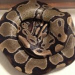 male double het albino pied.jpg