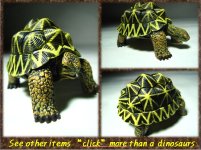 tortoise puzzle photo one.jpg