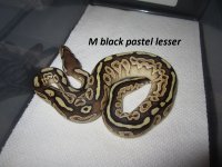 mblack pastel lesser1.jpg