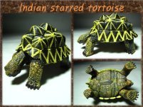 tortoise puzzle number four.jpg