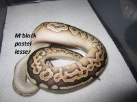 mblackpastellesser tummy.jpg