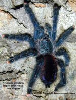 A.avicularia(f)1.jpg
