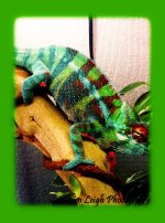 Rango.jpg