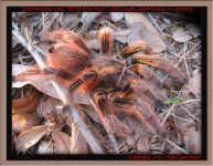 G.rosea(f)4.jpg