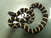 kingsnake.JPG