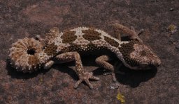 Pachydactylus rugosus - maleFauna3.jpg