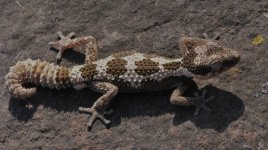 Pachydactylus rugosus - maleFauna.jpg