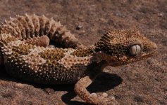 Pachydactylus rugosus - female.jpg