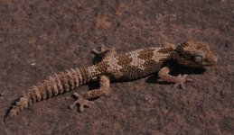 Pachydactylus rugosus - female2.jpg
