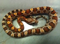 cornsnake.jpg