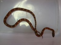 fauna picture 2.jpg