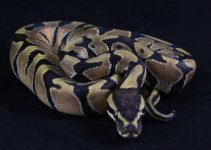 enchi female.jpg