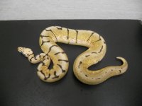 Bumblebee male for sale 001.jpg