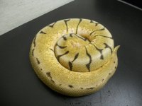 Bumblebee male for sale 002.jpg