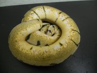 Bumblebee male for sale 004.jpg