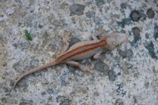 DSC_0212.jpg