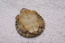 DSC00613.jpg