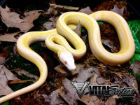 1.0-Amel-Supertiger-2-500.jpg
