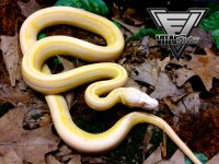 1.0-Amel-Supertiger-3-500.jpg