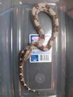 snake1.jpg