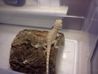 Bearded Dragon.jpg