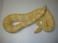 Adult Recessive and Het Sale 023.JPG
