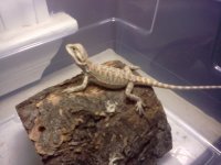Bearded Dragon1.jpg