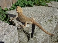 DSC00041.jpg