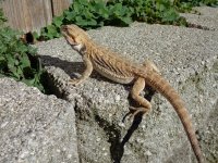 DSC00040.jpg