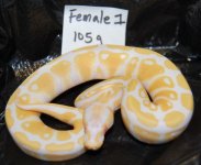 female1.jpg