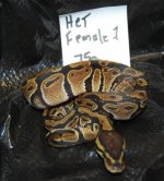 hetfemale1.jpg