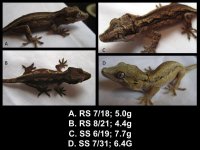 Gargoyle Geckos.jpg