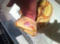 Bite Injury 1.jpg