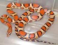 '11 male II.jpg