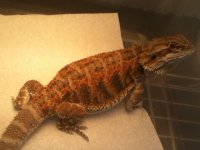 IMG_1342[2].jpg