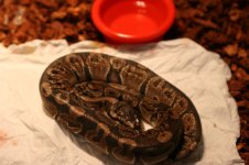 Capone Shed Day 1 001.jpg