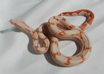 Sunglow_F22-600x430.jpg