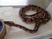 montecor.jpg