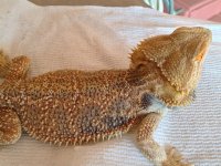 Firetiger wholesale.jpg