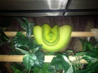 Green tree python 2006.jpg