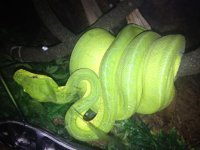 Green tree python 2008.jpg
