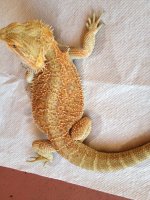FireTiger Wholesale 3.jpg