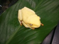 kingsnakealbino.jpg