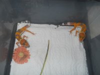 DSCN3056.jpg