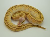 12-195-emperor-female.jpg