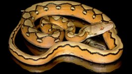 0000999_sunfire_platinum_het_genetic_stripe_550.jpg