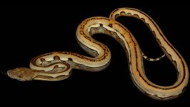 0000724_dwarf_tiger_genetic_stripes_550.jpg