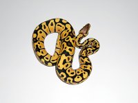 adpastelvanilla8.jpg