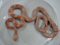 Hypo BR 1.jpg