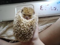 basil.jpg